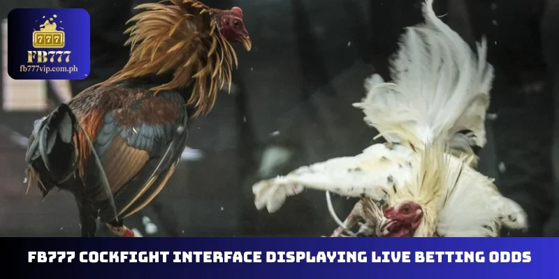 FB777 Cockfight interface displaying live betting odds