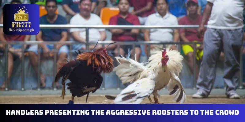 Handlers presenting the aggressive roosters to the crowd